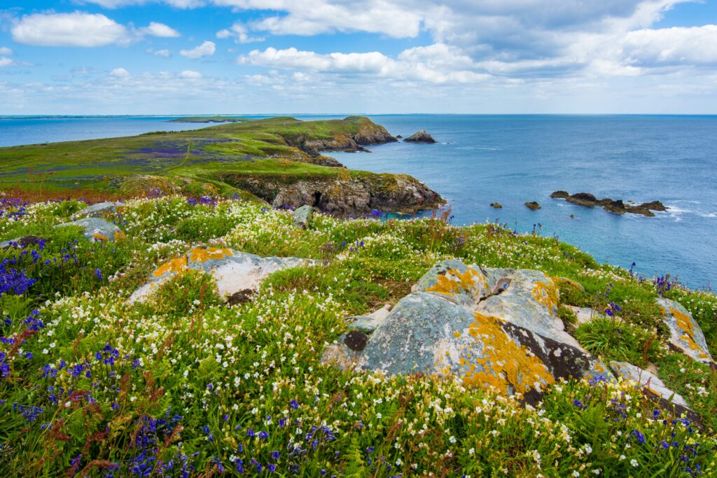 Ireland wildflowers travel coast